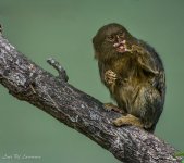 Pygmy Monkey 1-.jpg