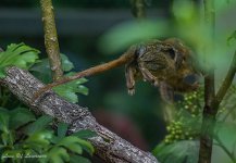 Pygmy Monkey (almost)-.jpg