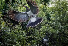 Wood Pigeon-.jpg