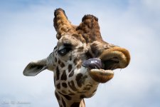 Giraffe 2-2027.jpg