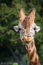 Giraffe 3-2037.jpg