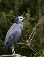 White faced Heron-2040.jpg