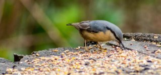 DSC_1159.jpg