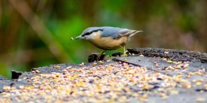 DSC_1157.jpg