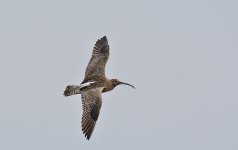 DSC_5778.jpg