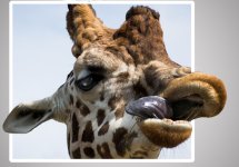 Giraffe 2-2027.jpg