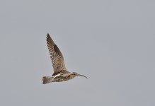 DSC_5775.jpg