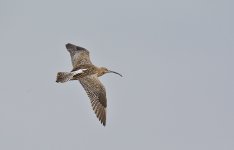 DSC_5776.jpg