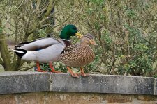 DSC_5827.jpg