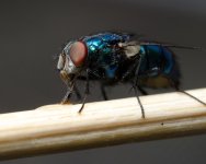 DSC_1150_edited-1.jpg
