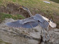 BlueHeron2.jpg