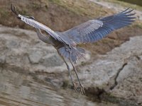 BlueHeron.jpg