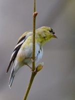 Finch.jpg