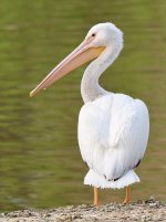 Pelican_2015_03_15.jpg