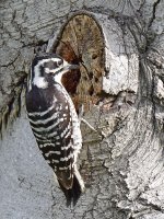 Woodpecker3_2015_03_15.jpg