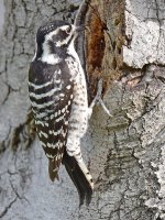 Woodpecker6_2015_03_15.jpg