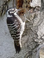Woodpecker4_2015_03_15.jpg