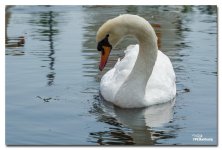 swans-3-FrameShop.jpg