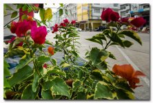 flower-ype-1-FrameShop.jpg