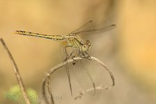 15A_9697_webshot.jpg