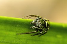 15A_9836_webshot.jpg