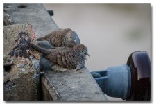 evening-birds-ype-banbung-1-FrameShop.jpg
