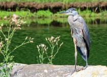 Blue Heron ID 2014-3077.jpg