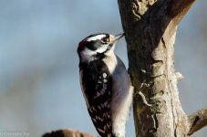 DSC_1678.jpg