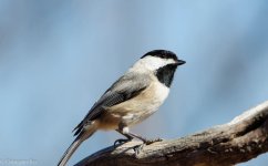DSC_1706.jpg