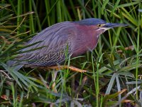 Heron4.jpg