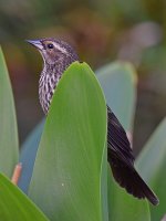 Blackbird2.jpg