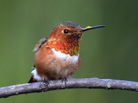 Hummer2.jpg