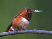 Hummer3.jpg