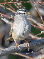Sparrow2.jpg
