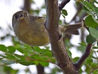 Vireo4.jpg