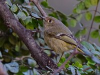 Vireo2.jpg