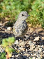 Warbler3.jpg