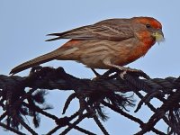 Finch2.jpg