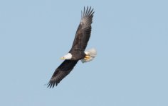 DSC_2918.jpg
