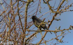 DSC_0508.jpg