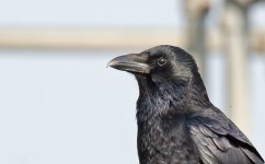DSC_5466c.jpg