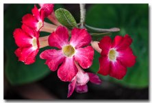 red-flower-300-ype-banbung.jpg
