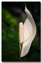 white-flower-300-ype-banbung.jpg