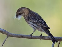 Finch.jpg