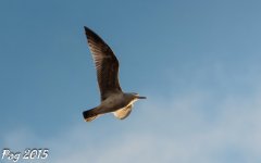 DSC_3563.jpg
