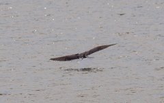 Flying Gull.jpg