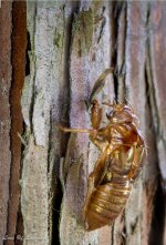 Caramel Cicada.jpg