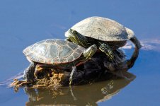 FunTurtles 310.jpg