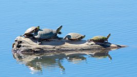 FunTurtles 311.jpg