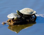 FunTurtles 312.jpg